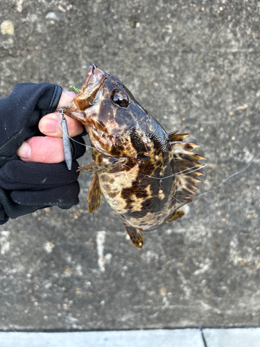 タケノコメバルの釣果