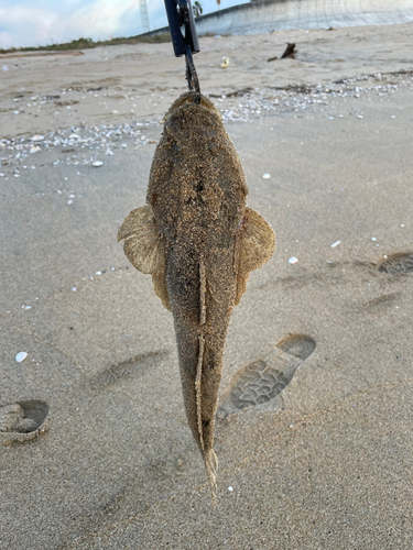 マゴチの釣果