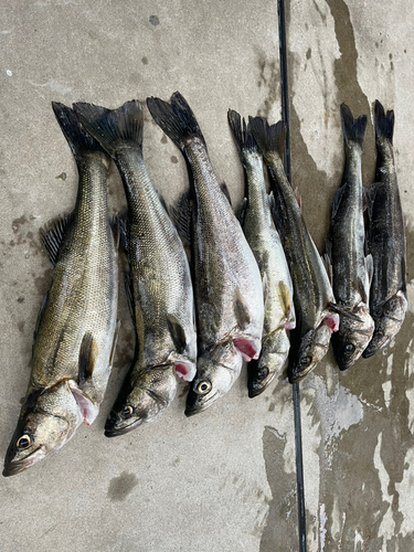 シーバスの釣果