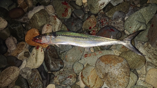 サゴシの釣果