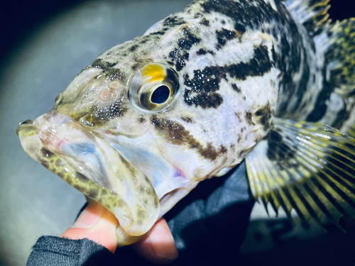 ベッコウゾイの釣果