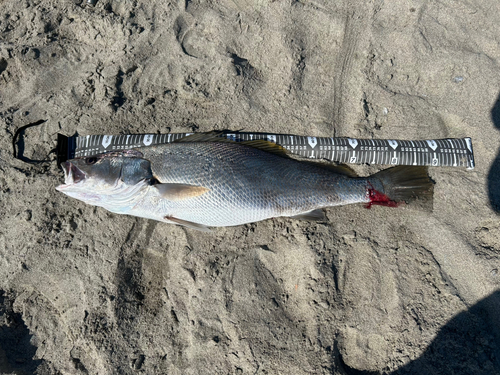 オオニベの釣果