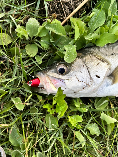 フッコ（マルスズキ）の釣果