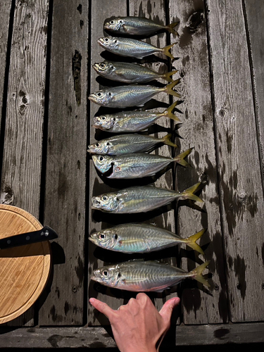 アジの釣果