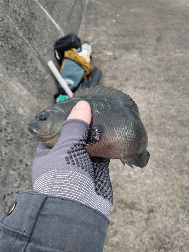 メジナの釣果