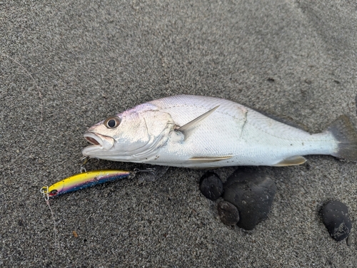 ニベの釣果