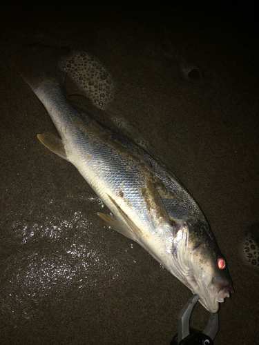 ニベの釣果