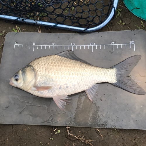 ヘラブナの釣果