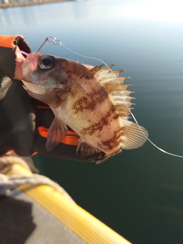 アカメバルの釣果