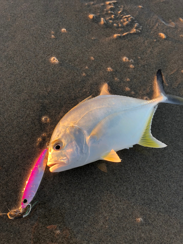 イナダの釣果