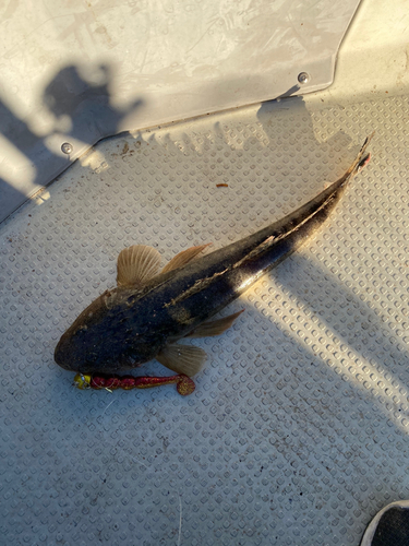 マゴチの釣果