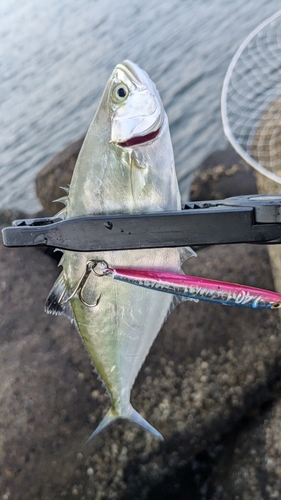 イケカツオの釣果