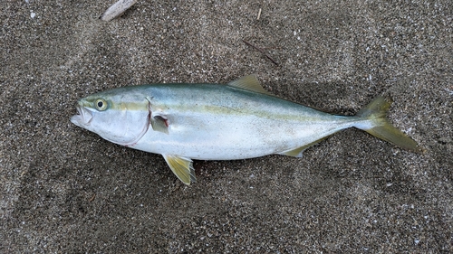 イナダの釣果