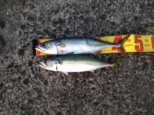 サバの釣果