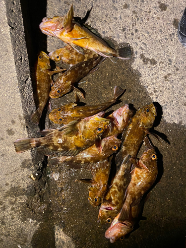 カサゴの釣果