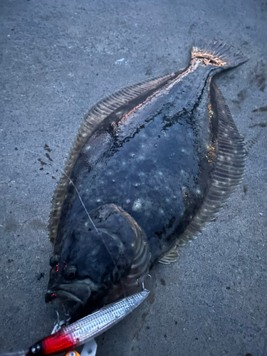 ヒラメの釣果