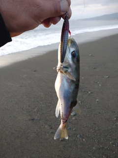 シロサバフグの釣果