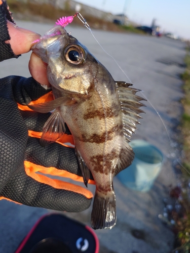 シロメバルの釣果