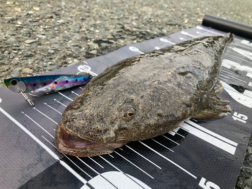 マゴチの釣果