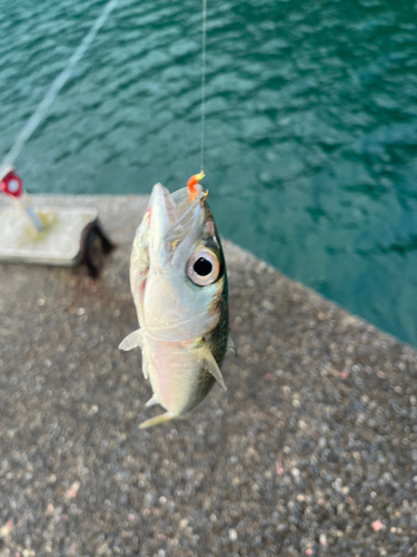 サバの釣果