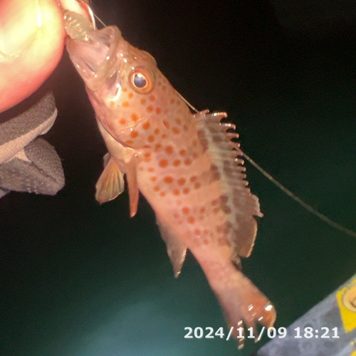 オオモンハタの釣果