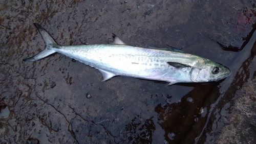 サゴシの釣果