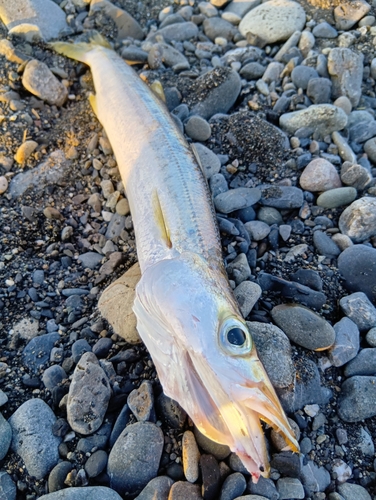 カマスの釣果