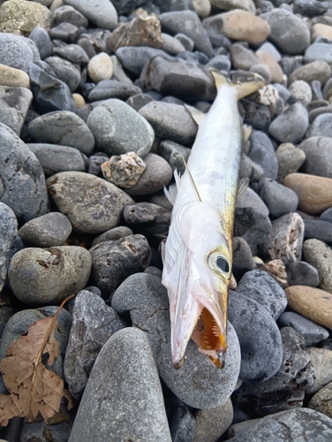 カマスの釣果