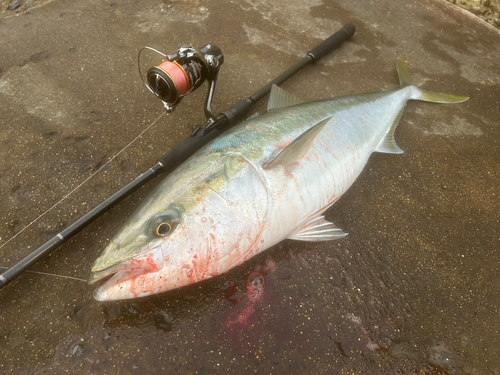 ハマチの釣果