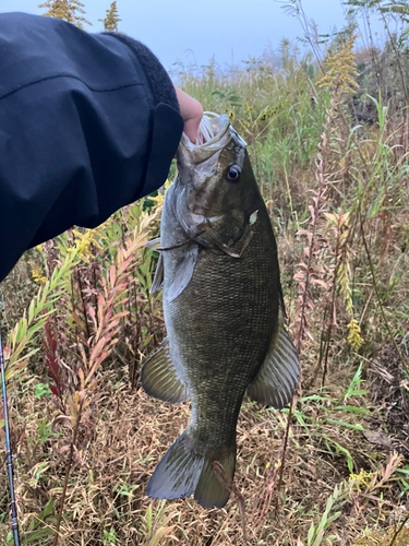 スモールマウスバスの釣果