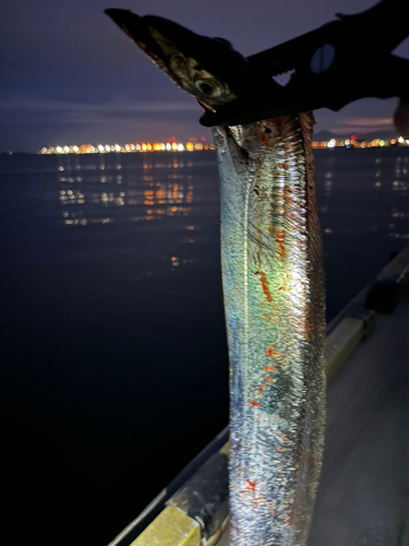 タチウオの釣果