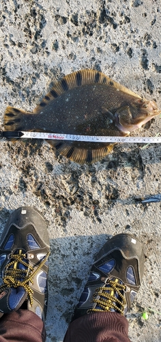 マツカワの釣果