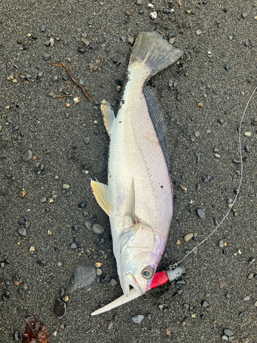 ニベの釣果