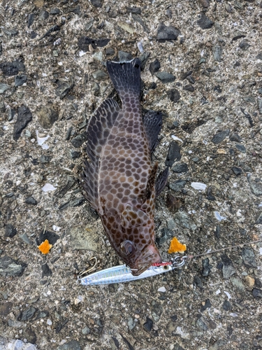 オオモンハタの釣果