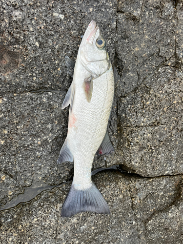 フッコ（ヒラスズキ）の釣果