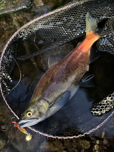 ヒメマスの釣果