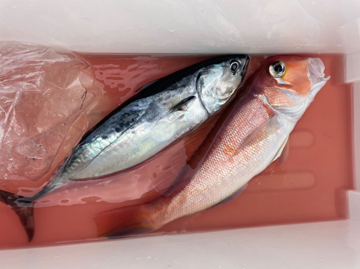 けんぢ46さんの釣果 1枚目の画像