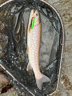 アメマスの釣果