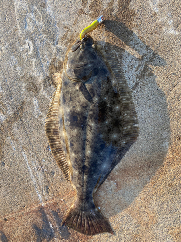 ヒラメの釣果