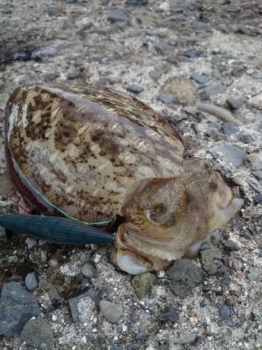 コウイカの釣果