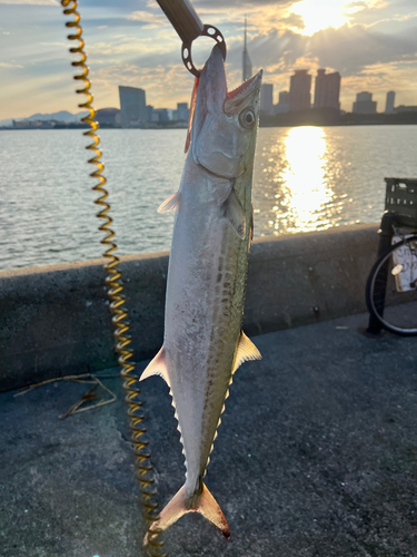 サゴシの釣果