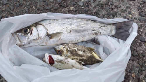 セイゴ（ヒラスズキ）の釣果