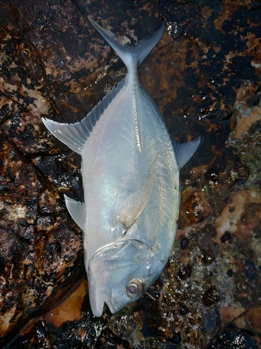 メッキの釣果