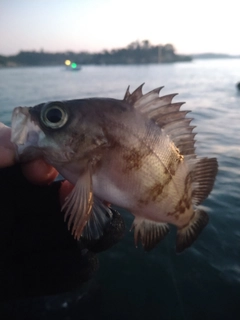 メバルの釣果