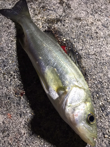 セイゴ（マルスズキ）の釣果