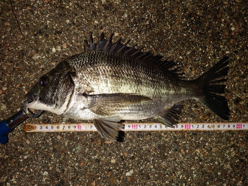 クロダイの釣果