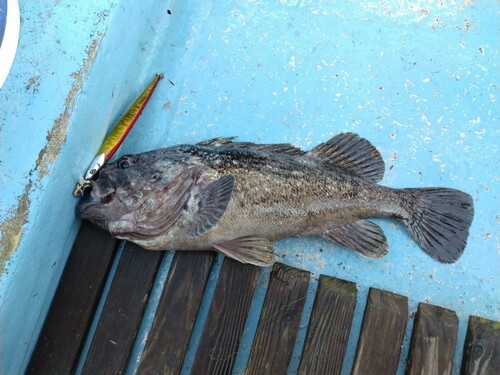 クロソイの釣果