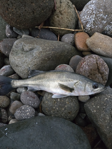 セイゴ（マルスズキ）の釣果