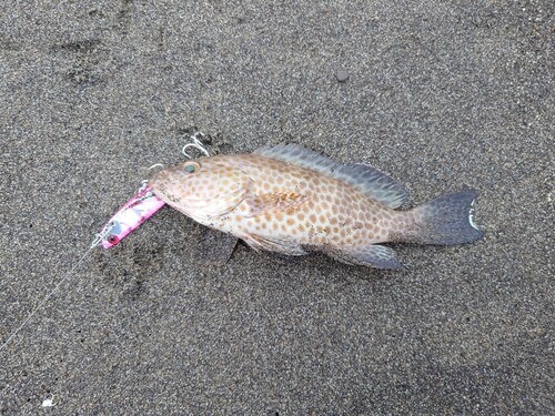 オオモンハタの釣果