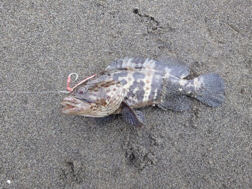 チャイロマルハタの釣果